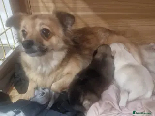 Pomchi dogs Pomchi Puppies - Advert 1