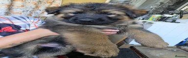 German Shepherd 2