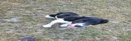 English Springer Spaniel dogs for sale: 10 month old springer bitch  - Advert 4