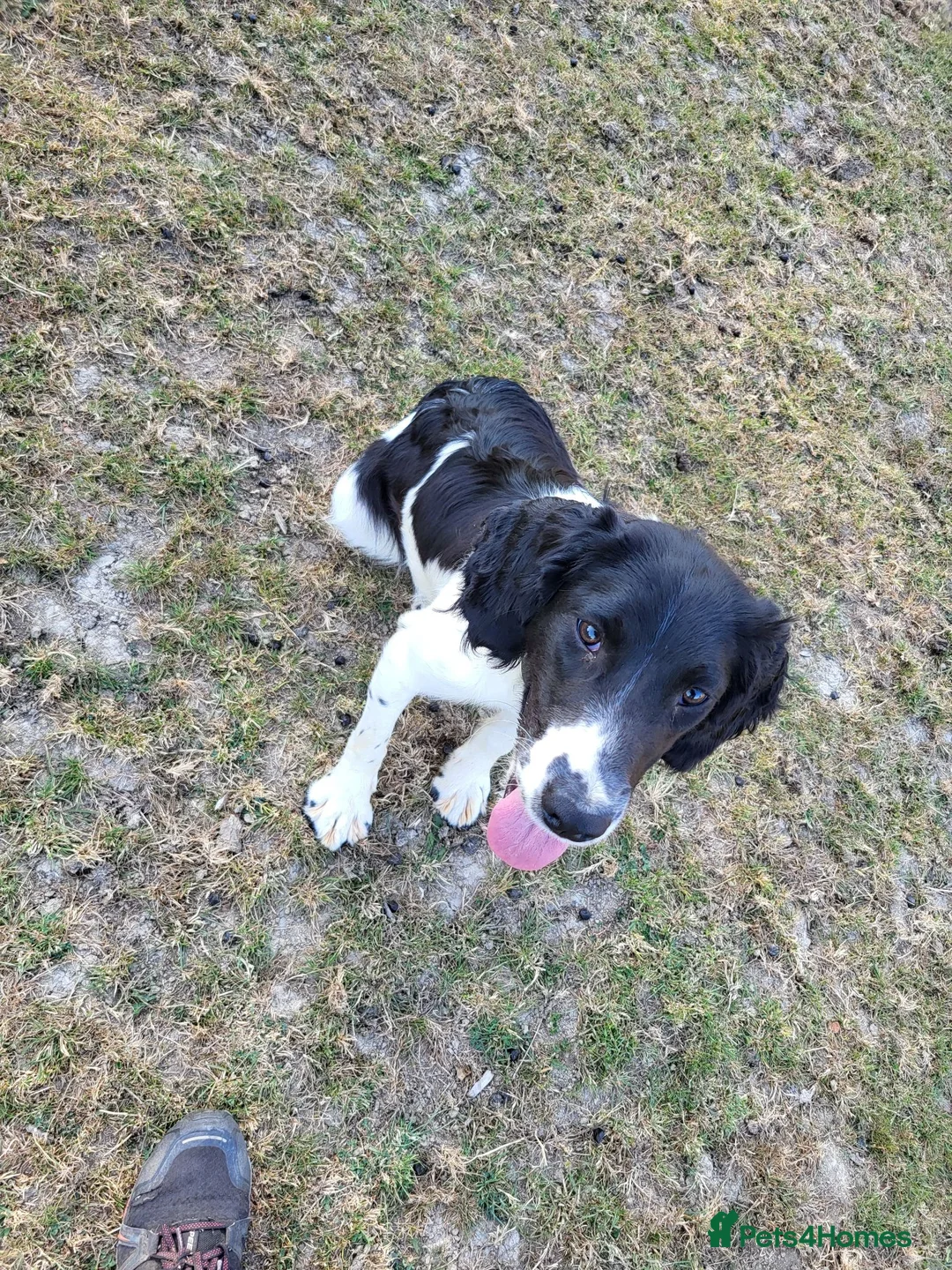 English Springer Spaniel dogs for sale: 10 month old springer bitch  - Advert 4