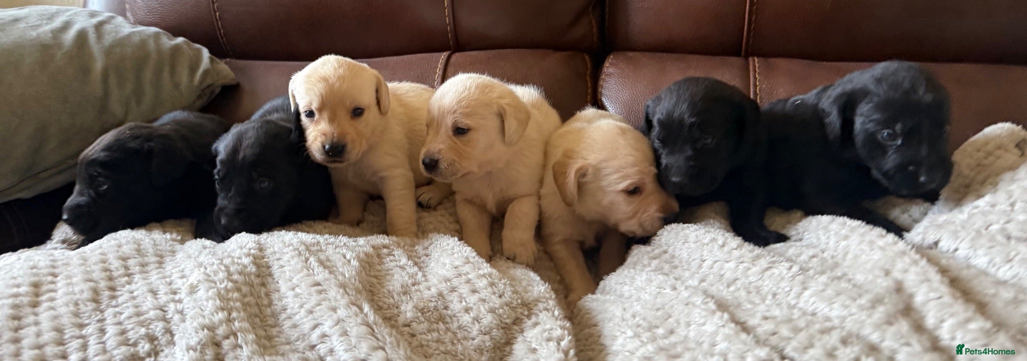 Labrador Retriever dogs Labrador puppies - Advert 15