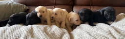 Labrador Retriever dogs for sale: Labrador puppies - Advert 1