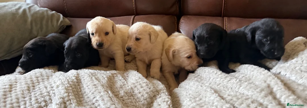 Labrador Retriever dogs for sale: Labrador puppies - Advert 1