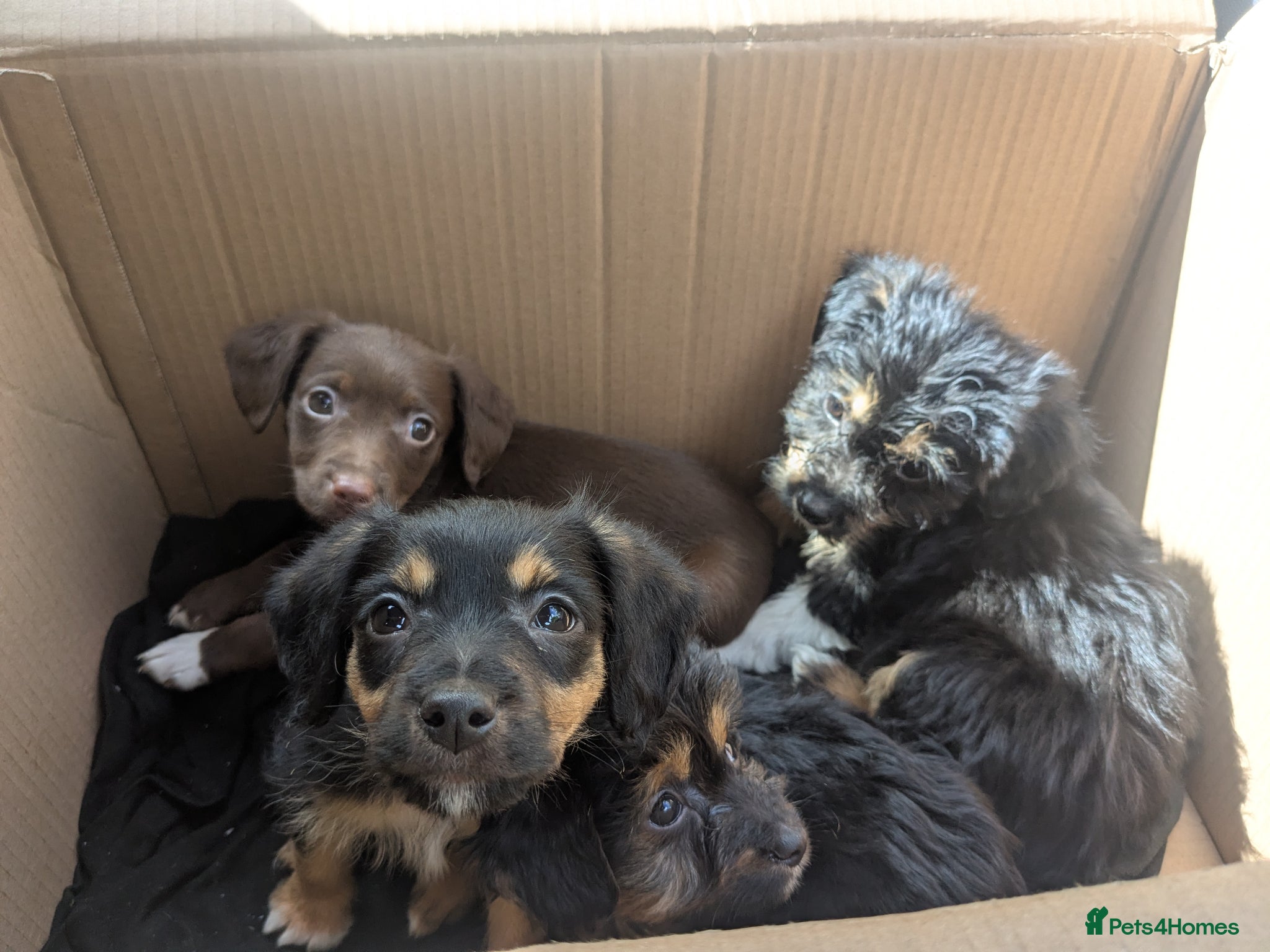 Mixed Breed dogs 4 adorable mixed breed pups for sale 3 girls 1boy - Advert 1
