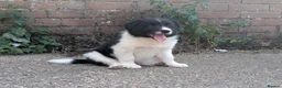 Border Collie dogs for sale: Border Collie Puppies for sale - Advert 4