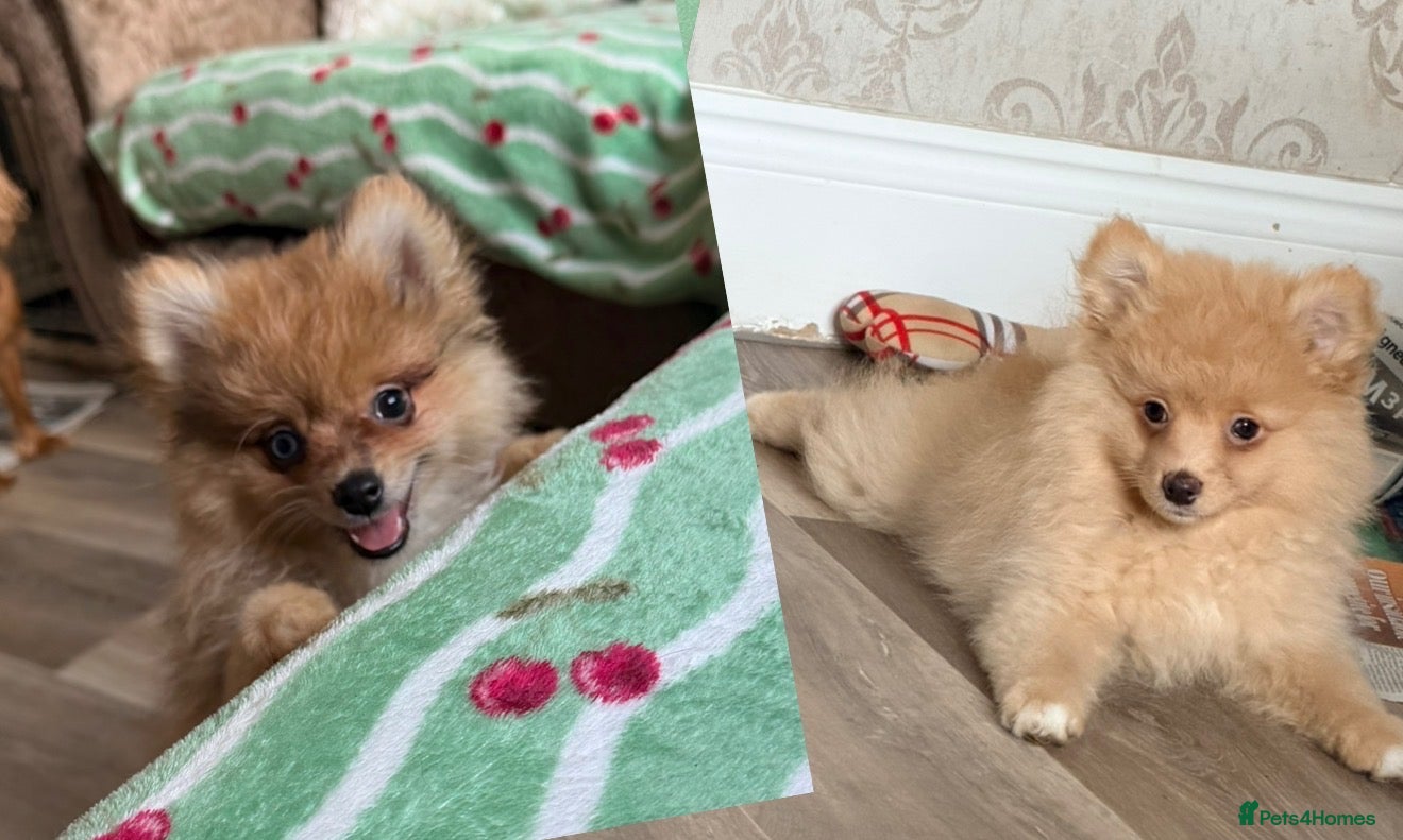 Pomeranian dogs Last boy & girl … Pomeranian puppies  - Advert 1