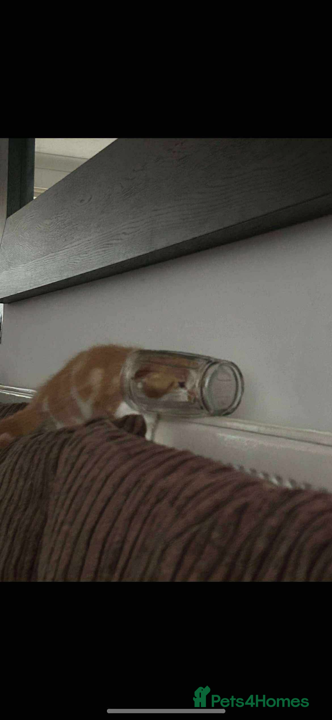 British Longhair cats for sale: Beautiful Ginger Longhair Domestic  - Advert 6