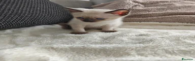 Siamese 1