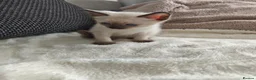 Siamese cats for sale: Siamese male and female kittens for sale ❤️ - Advert 9