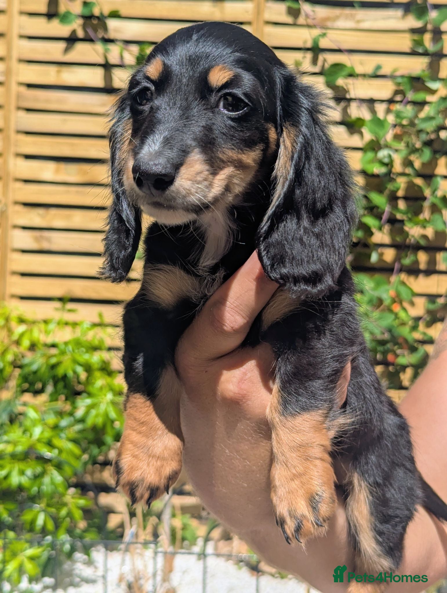 Miniature Dachshund dogs 🏆Champion longhaired miniature dachshund lines - Advert 2