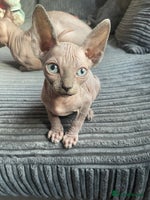 Sphynx cats - Advert 3