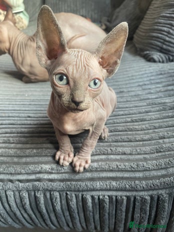 Sphynx cats - Advert 12