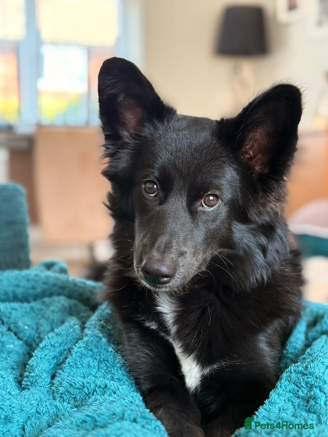 Mixed Breed dogs for sale: Beautiful girl  - Advert 1