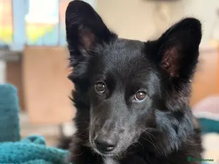 Mixed Breed dogs Beautiful girl - Advert 1