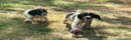 English Springer Spaniel dogs for sale: KC springer spaniels 1 male left ready to go  - Advert 18