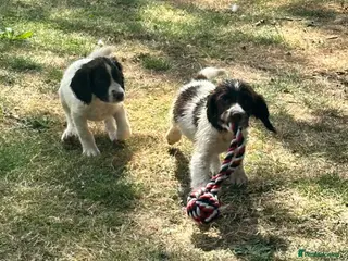 English Springer Spaniel dogs KCspringer spaniels ready next week Saturday - Advert 1