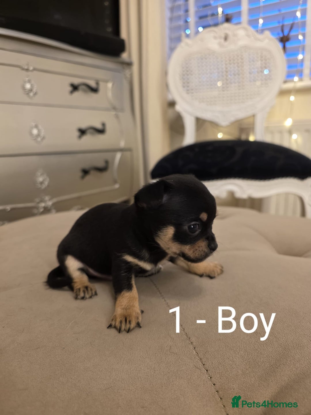 Chihuahua dogs for sale: 4 Chihuahua Puppies - Advert 10