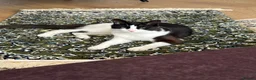 Turkish Angora cats for sale: Lucky  in Wishaw - Advert 4