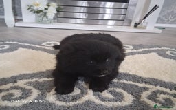 Pomeranian dogs for sale: 6 Pomeranian puppies  - Image 6