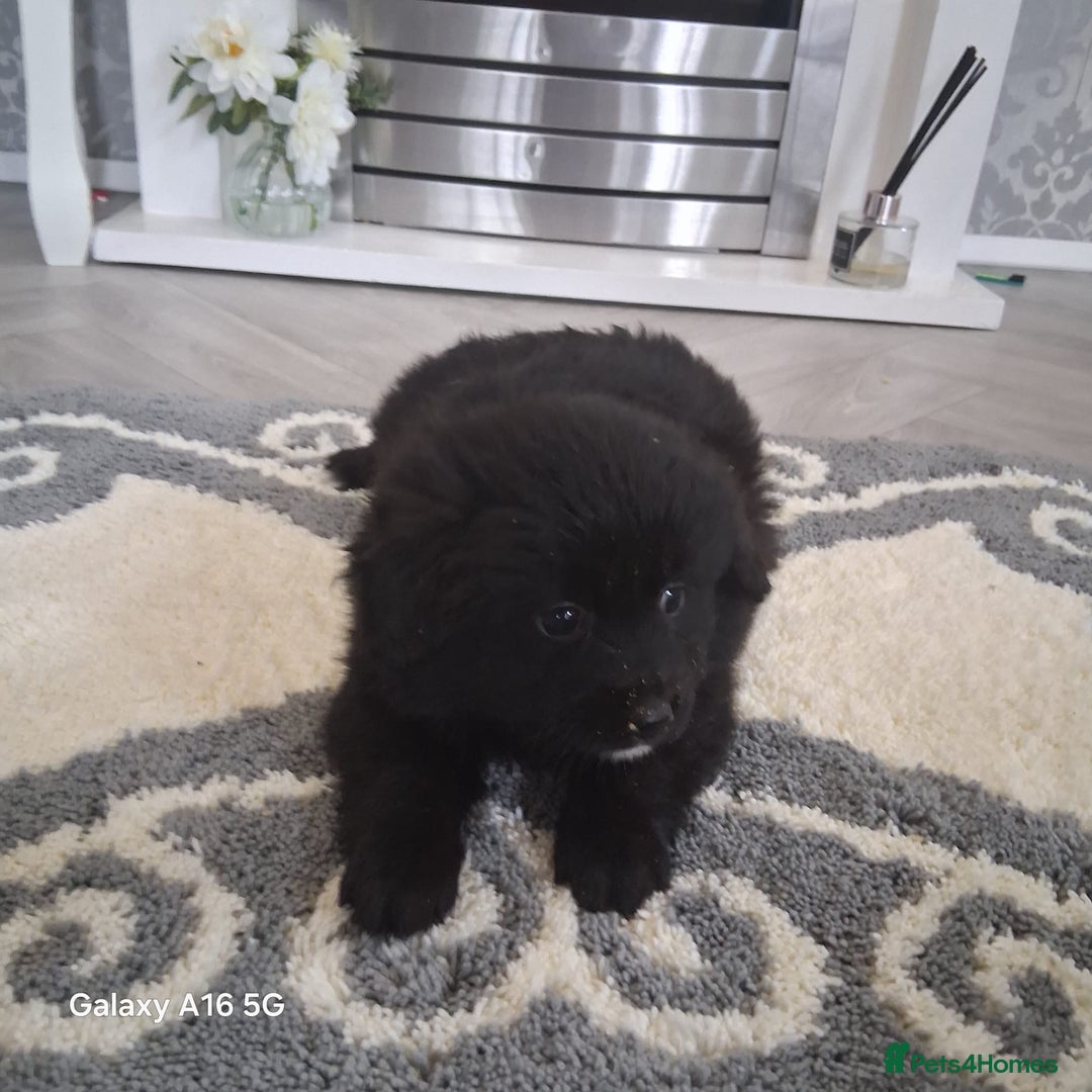 Pomeranian dogs for sale: 6 Pomeranian puppies  - Image 6