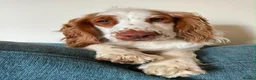 Cocker Spaniel dogs for sale: 8 month cocker spaniel male - Advert 2