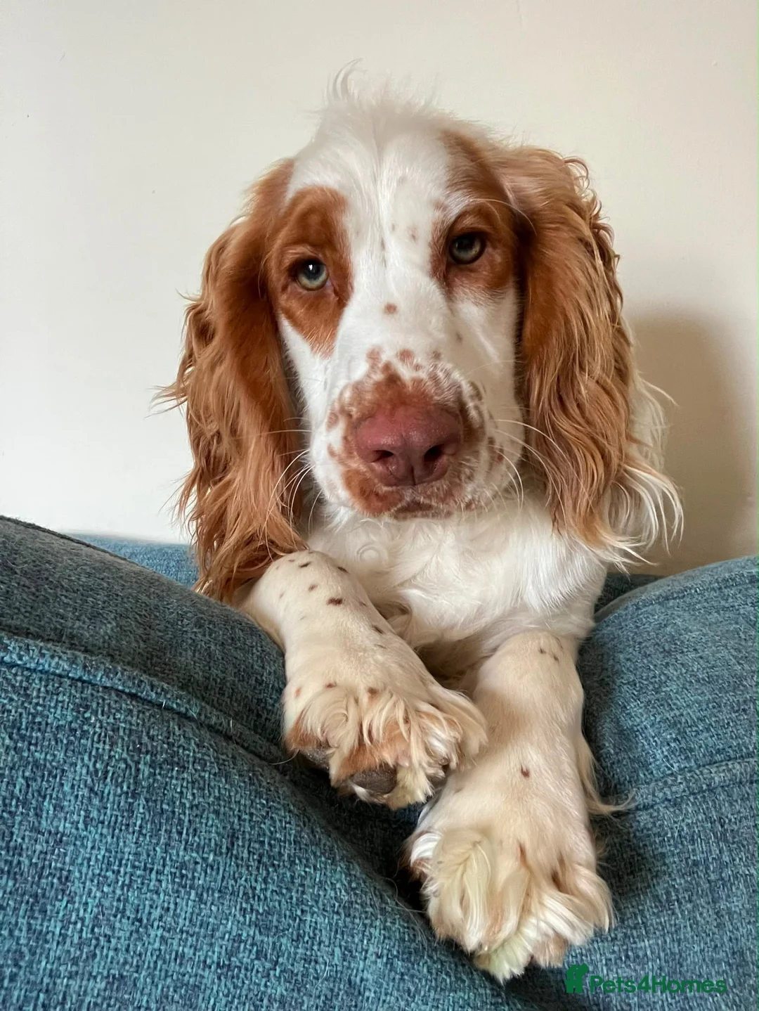 Cocker Spaniel dogs for sale: 8 month cocker spaniel male - Advert 2