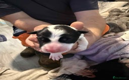 Border Collie dogs for sale: 7 beautiful border collie pups  - Image 7