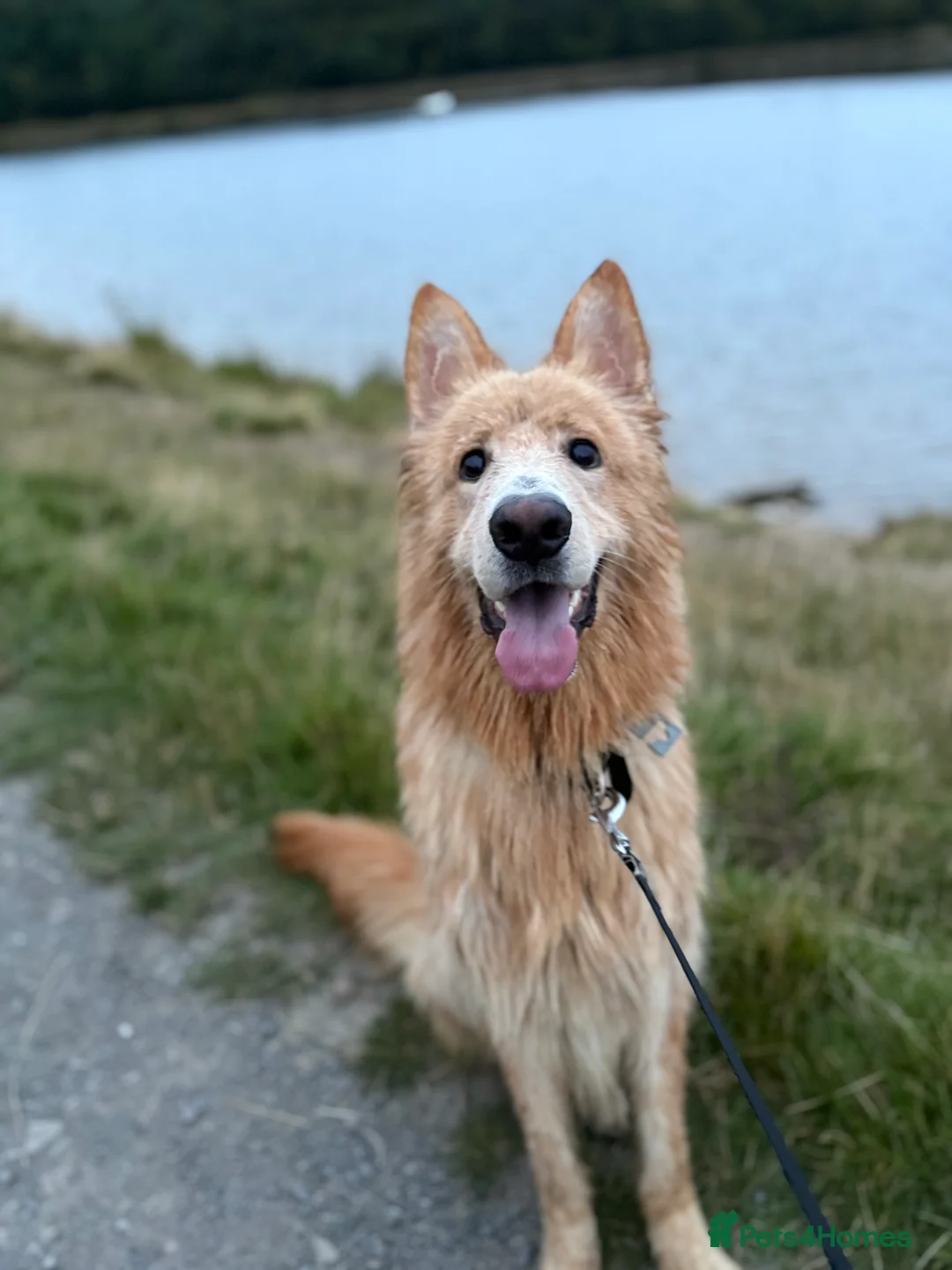 Mixed Breed dogs for sale: Lovely gsd x Newfoundland  - Advert 4