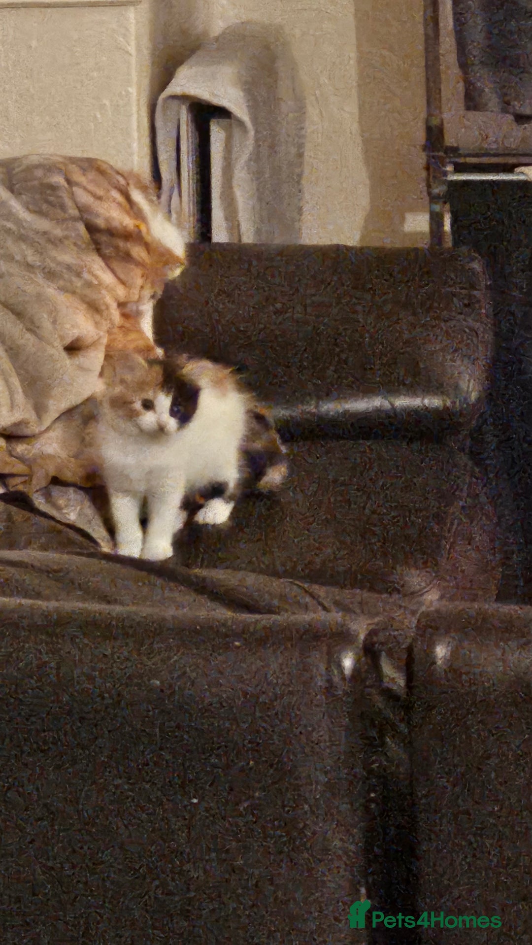 Mixed Breed cats for sale: 8week old kittens  - Advert 3