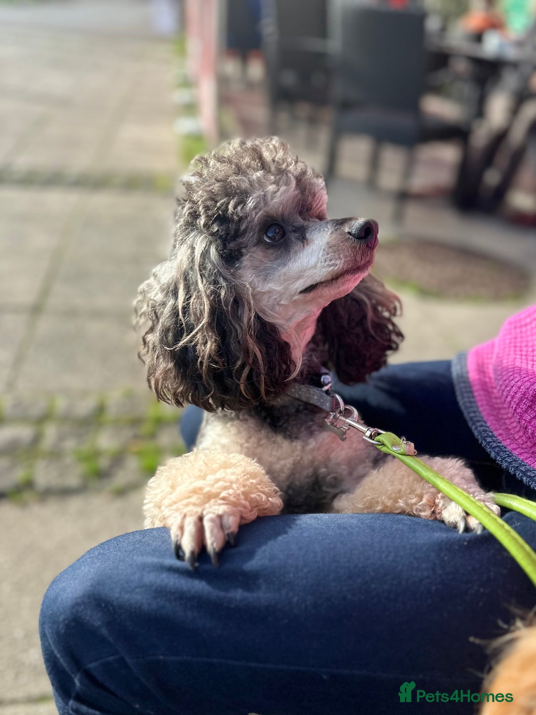 Toy Poodle dogs for stud: KC reg health tested toy poodle studs in Exeter - Advert 5
