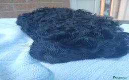 Cockapoo dogs for sale: READY NOW 5* F2B Merle Cockapoos - Image 8