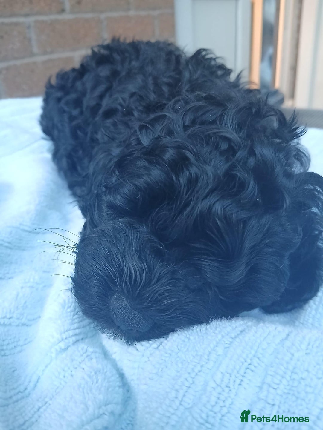 Cockapoo dogs for sale: READY NOW 5* F2B Merle Cockapoos - Image 8