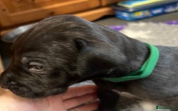 Great Dane dogs for sale: Great Dane pups our own 4th Generation  - Image 9
