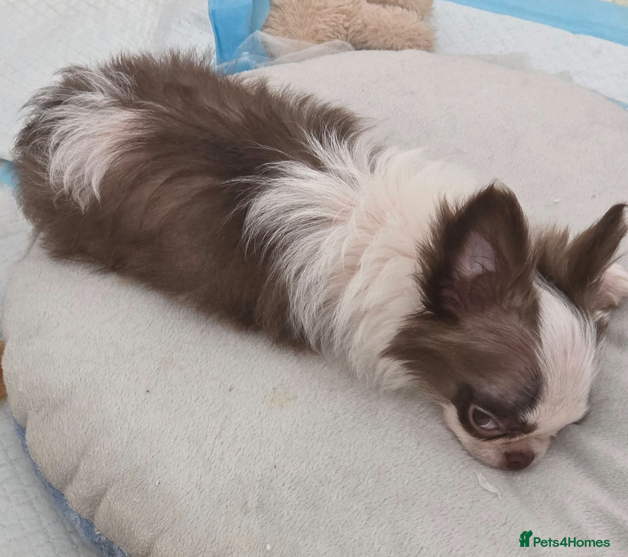 Chihuahua dogs Two quality boys long hair  - Advert 1