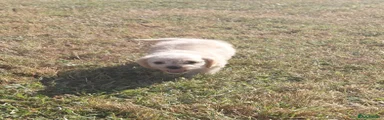 Jackapoo 3