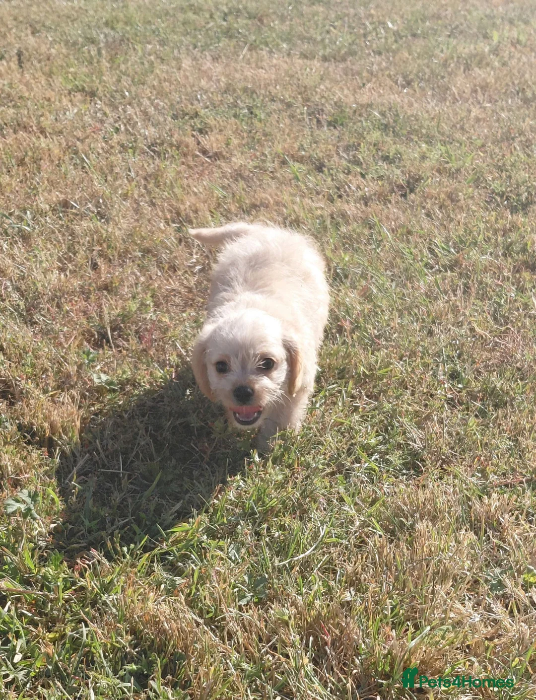 Jackapoo dogs for sale: Fluffy Jackapoo × Cavalier King Charles Puppies - Advert 4