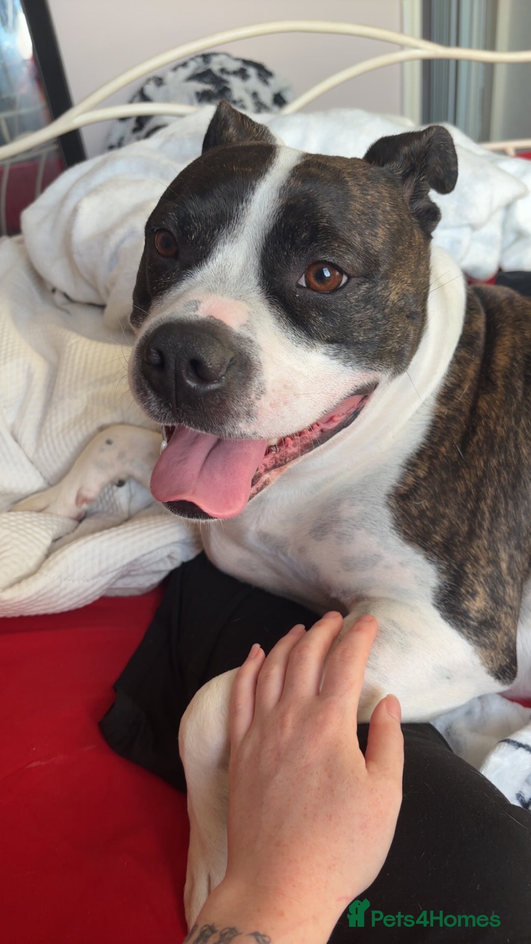 Mixed Breed dogs for sale: Lola  - Image 1