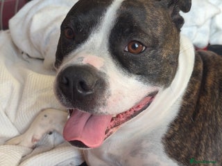 Mixed Breed dogs - Advert 16