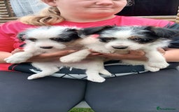Jack Russell dogs for sale: Jack Russell pups for sale - Image 17