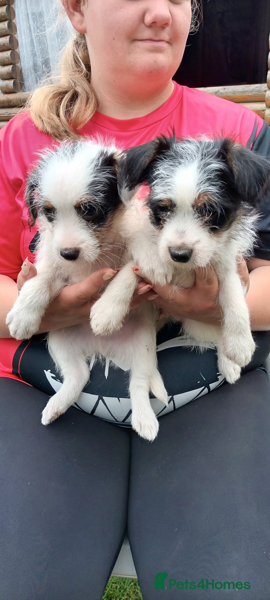 Jack Russell dogs for sale: Jack Russell pups for sale - Image 17