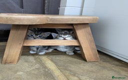 Bengal cats for sale: 4 Cute Tabby Kittens  - Image 10