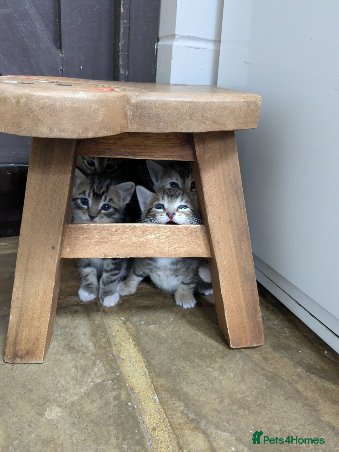 Bengal cats for sale: 4 Cute Tabby Kittens  - Image 10