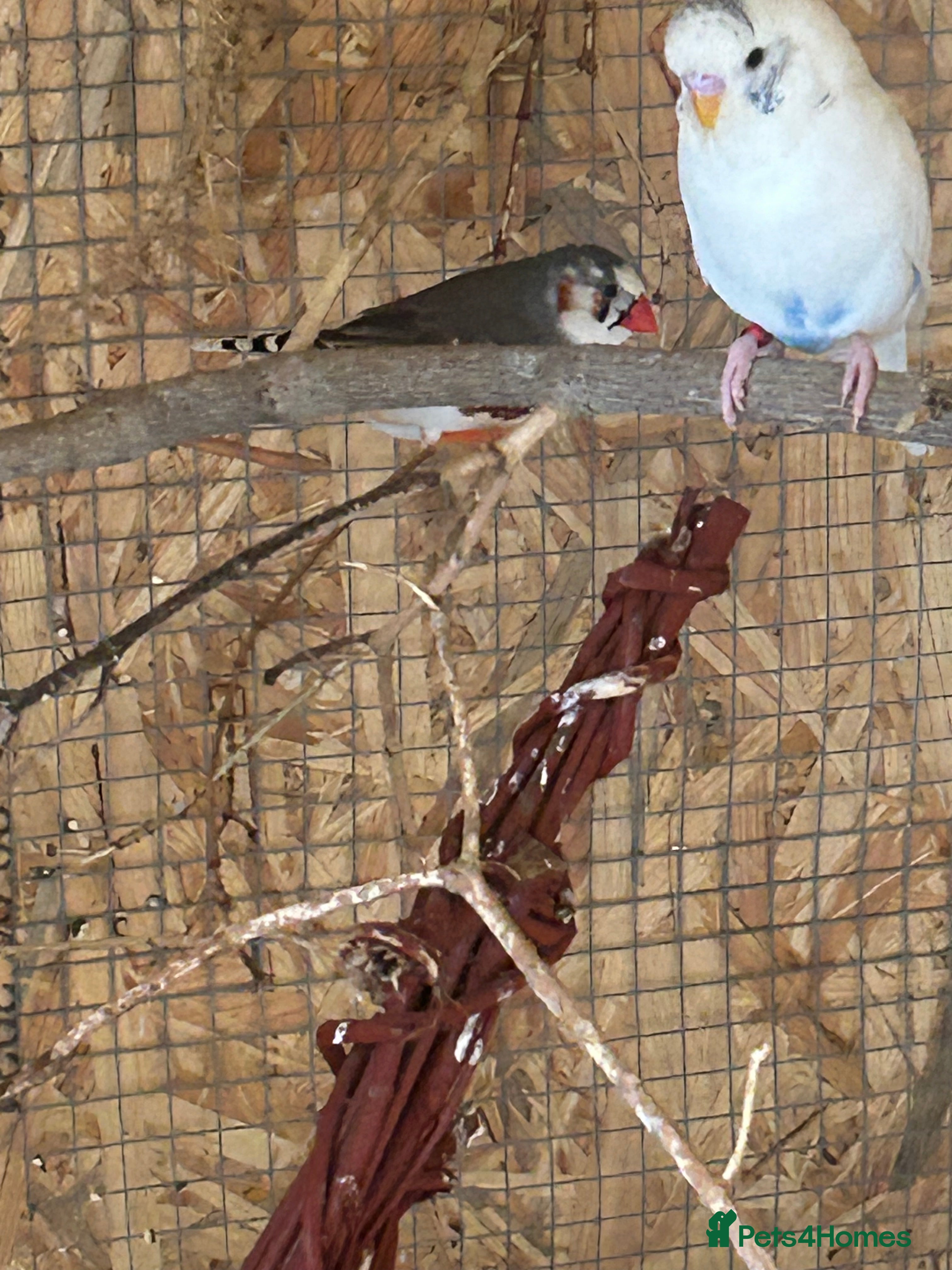 Finches birds Zebra Finches  - Advert 1