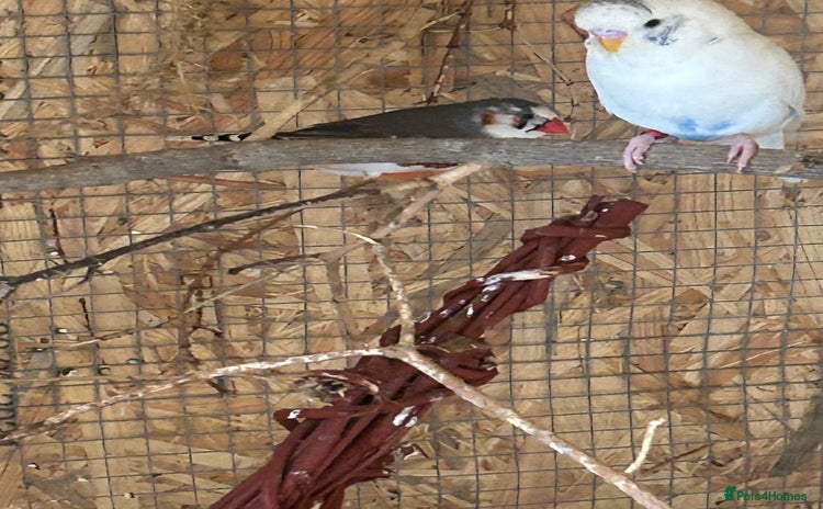 Finches birds for sale - Advert 1