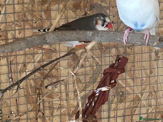 Finches birds - Advert 7