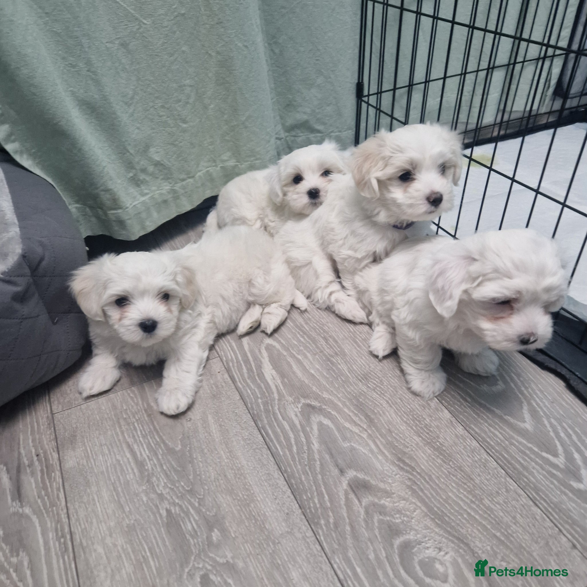 Maltese dogs for sale: Beautiful girls - Advert 1