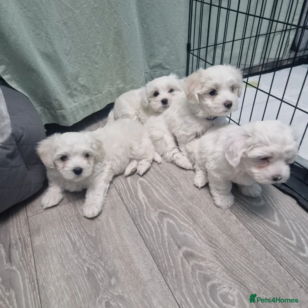 Maltese dogs for sale: Beautiful girls - Advert 1
