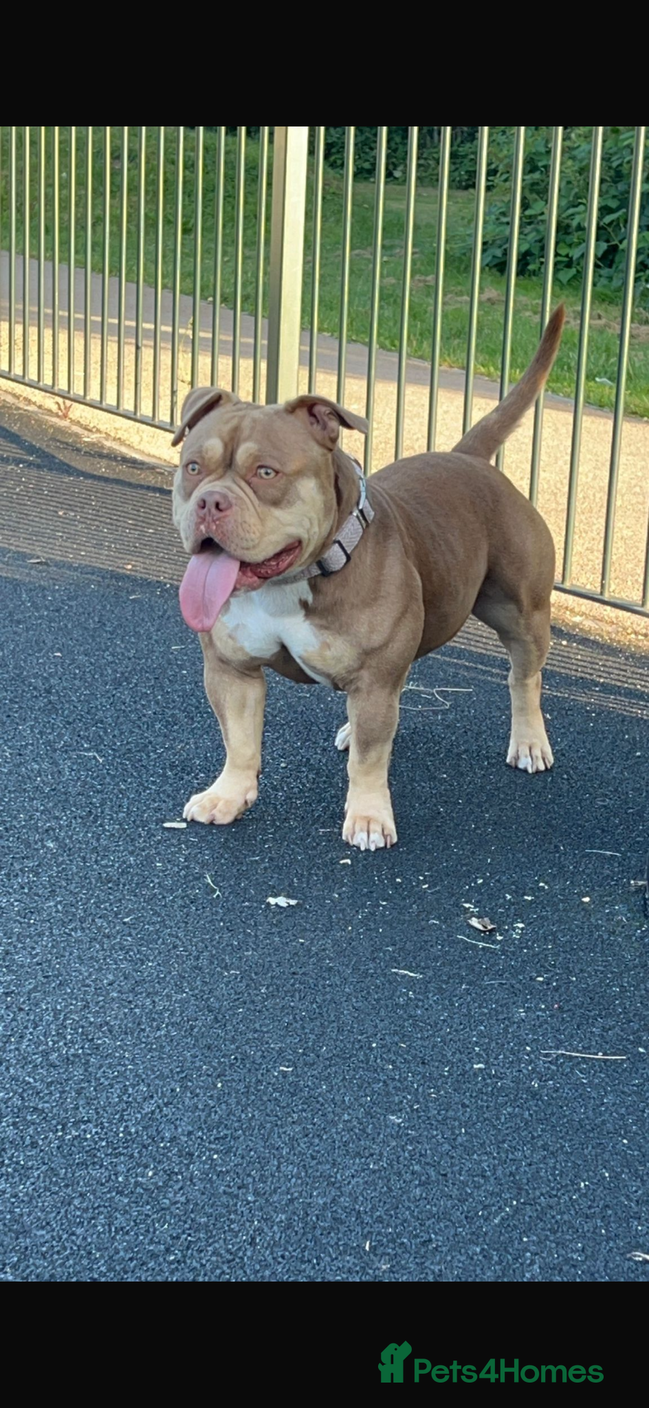 American Bully dogs pocket bully cross micro bully puppies  - Advert 1