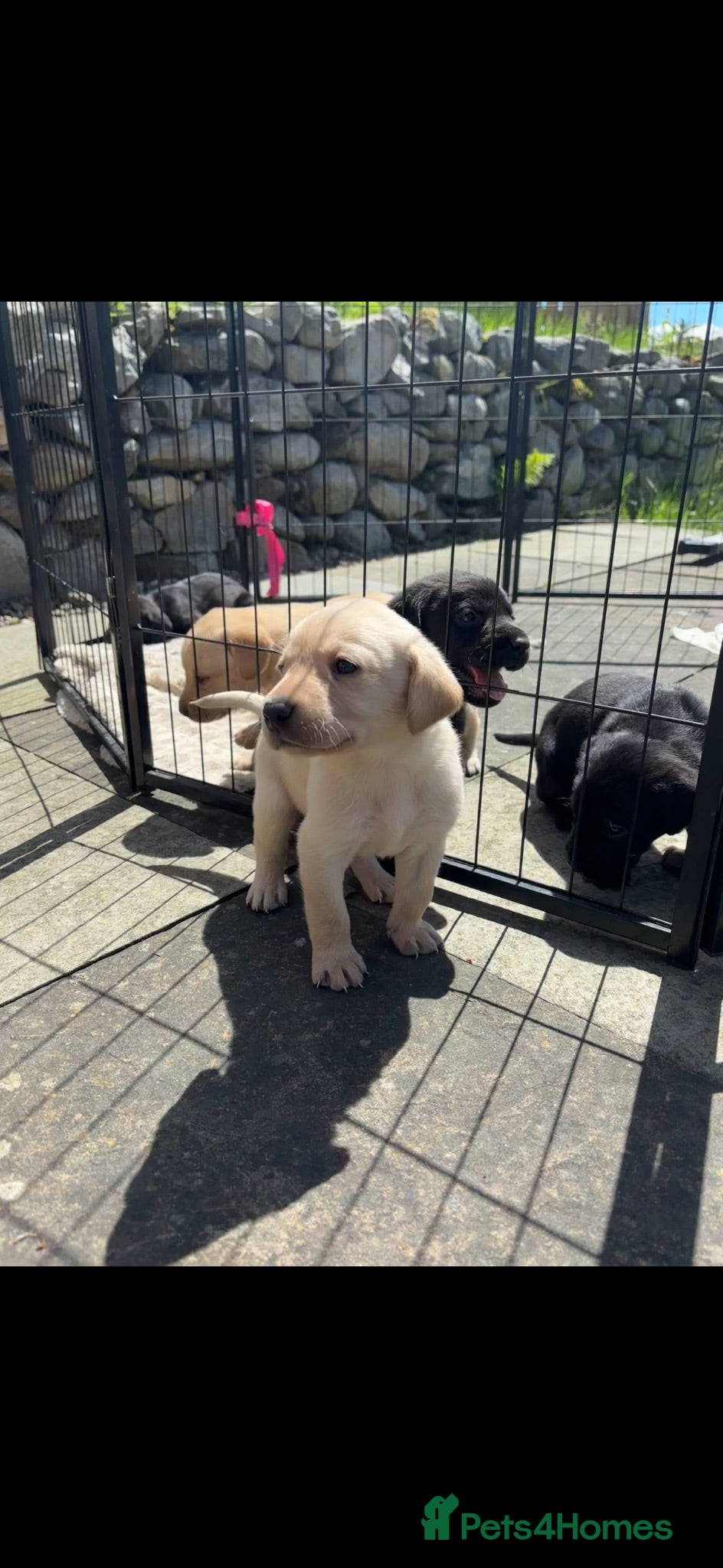 Labrador Retriever dogs Labrador puppies for sale - Advert 8
