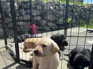 Labrador Retriever dogs Labrador puppies for sale - Advert 1